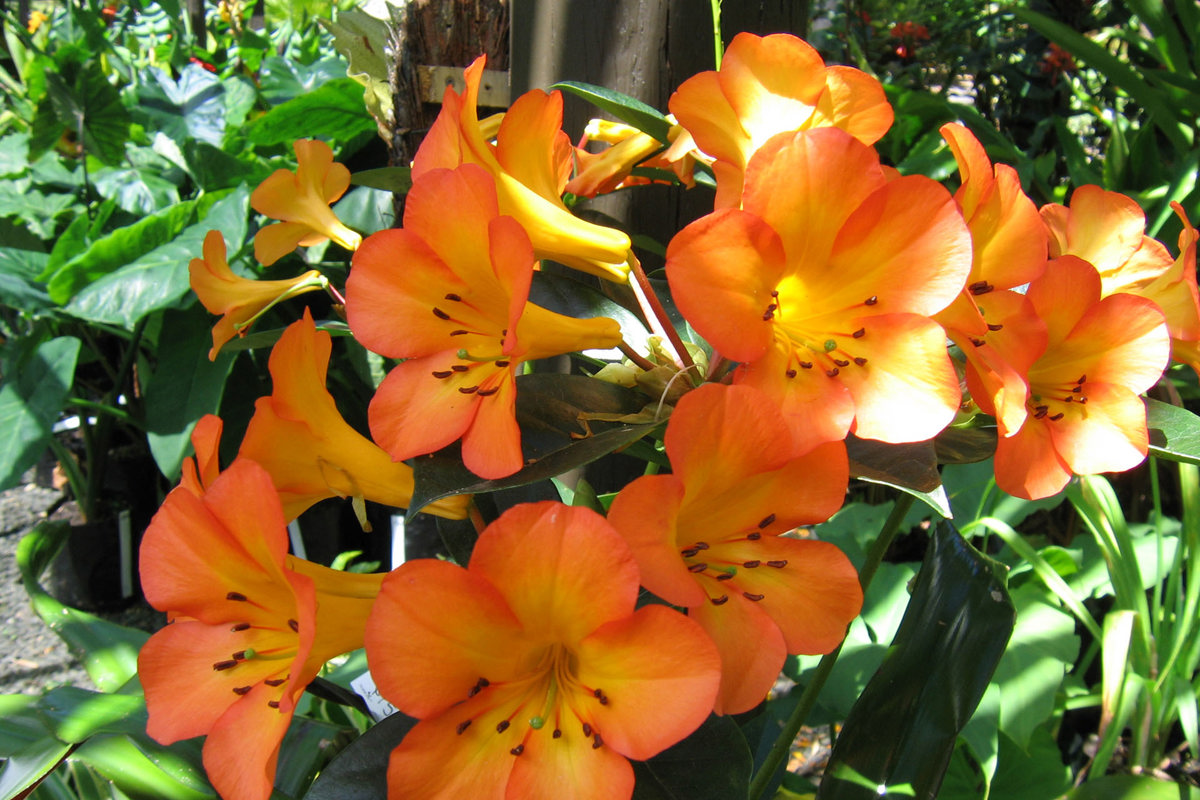 Rhododendron vireya Tropical Glow (1).jpg